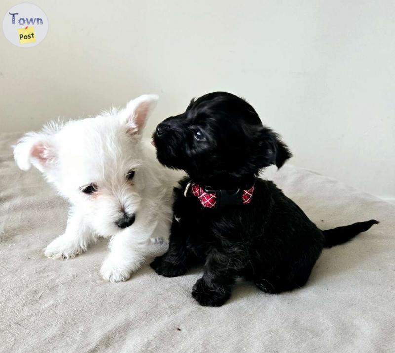 Photo of Adorable westie/poodle puppy