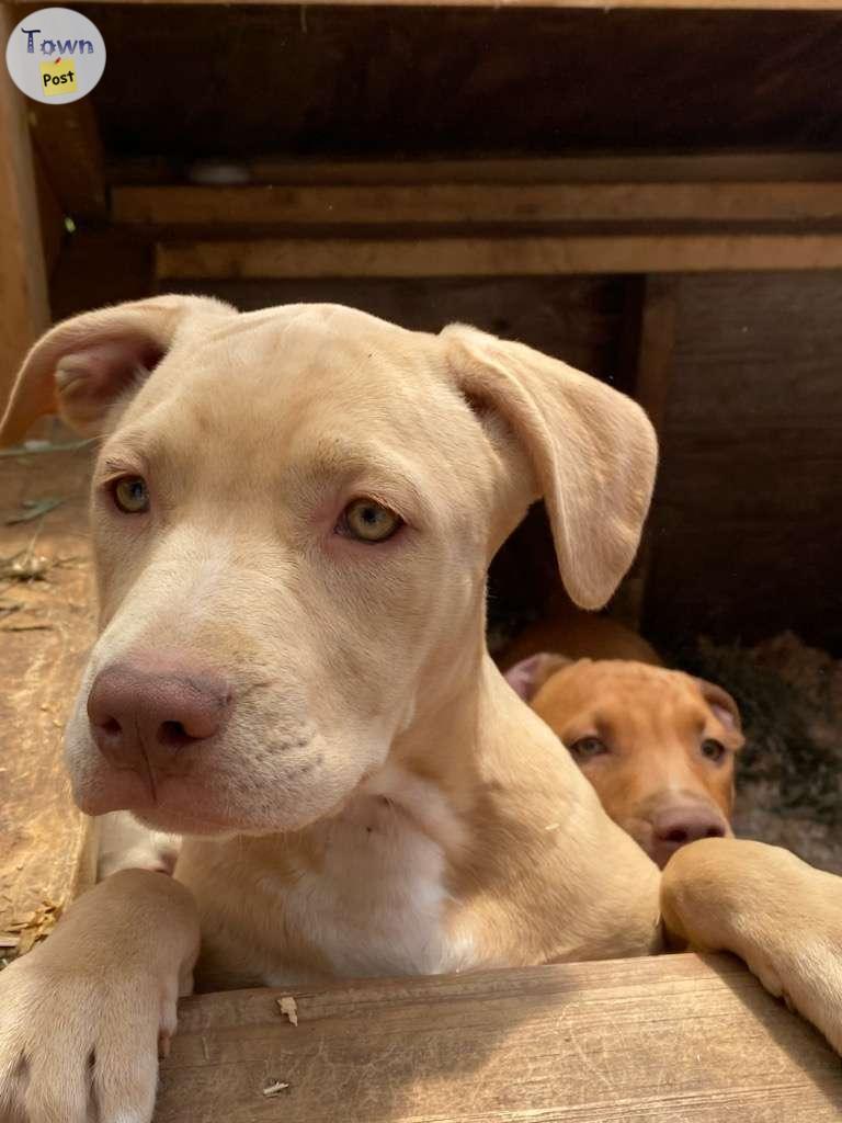 Photo of Puppies ready to go to their furrever homes 