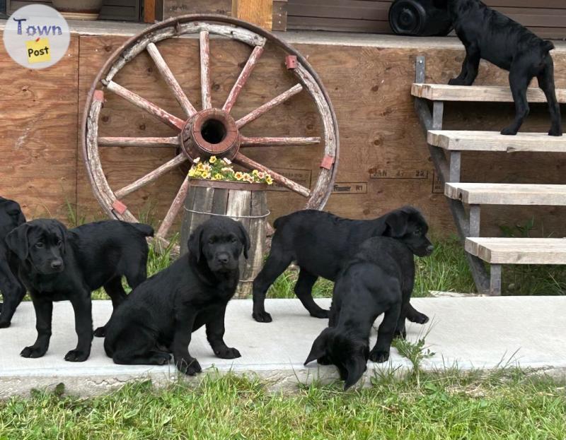 Photo of Amazing Rottador  puppies available now! 