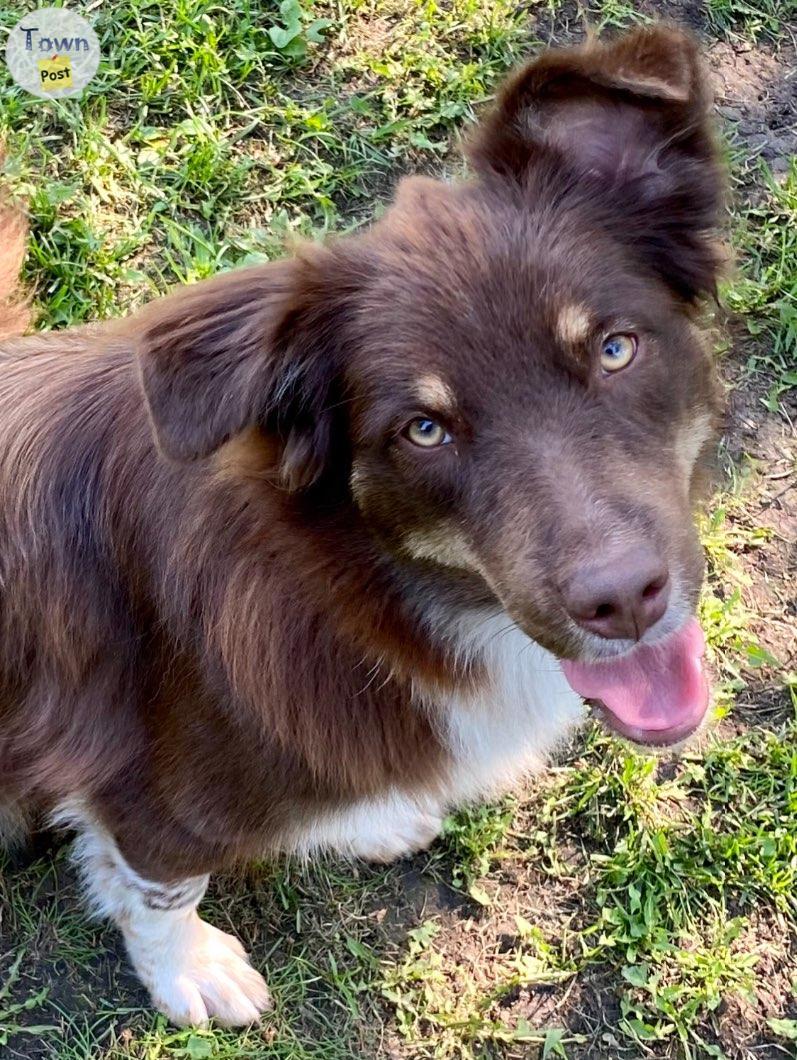 Photo of Australian Shepherd (ASDRegistered)