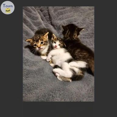 Photo of cutest kittens - 1