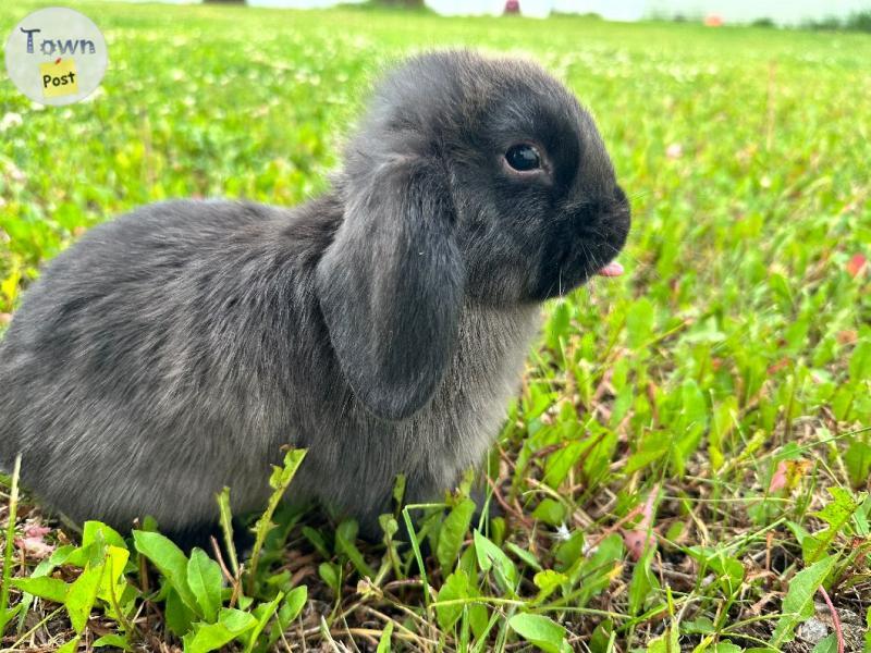 Photo of Holland Lop Bunnies 