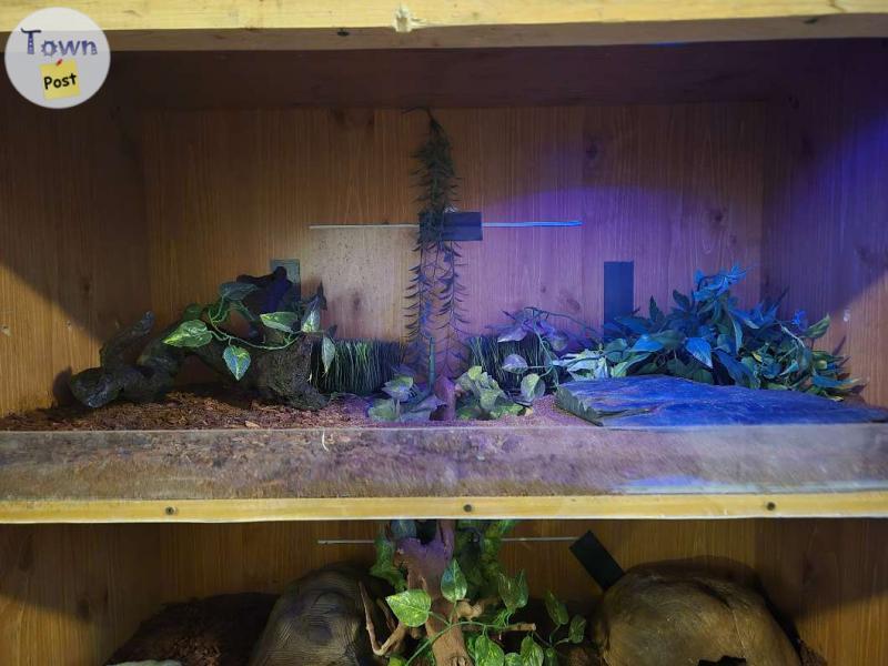 Photo of Ball python with enclosure 