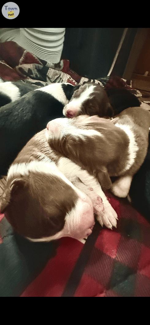 Photo of Pure Breed Border Collies 