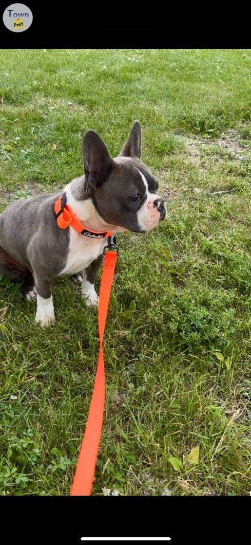 Photo of Male French bulldog