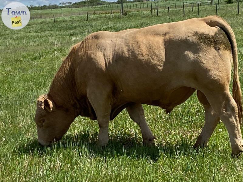 Photo of BULLS CHAROLAIS TWO YR OLD