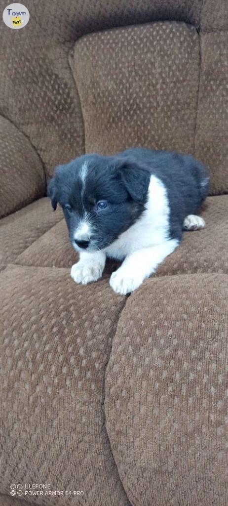 Photo of Border Collie pups 