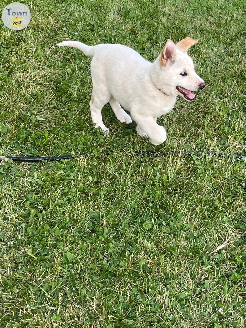 Photo of American Akita/ King Shepherd