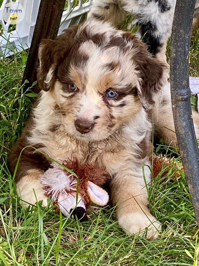 Photo of Australian Shepherds (Registered)