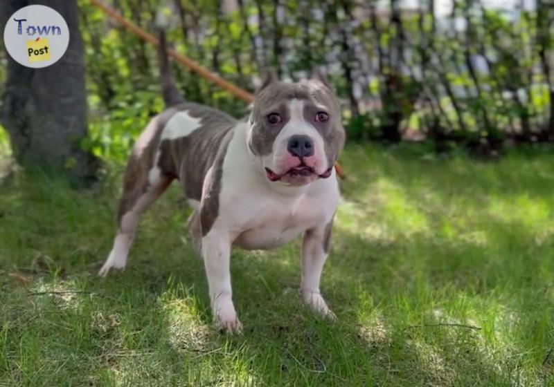 Photo of Female American bully available FULL RIGHTS