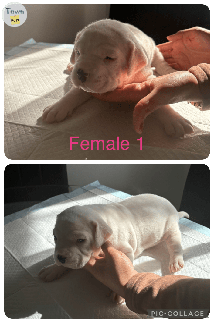 Photo of Pitbull puppies for sale 