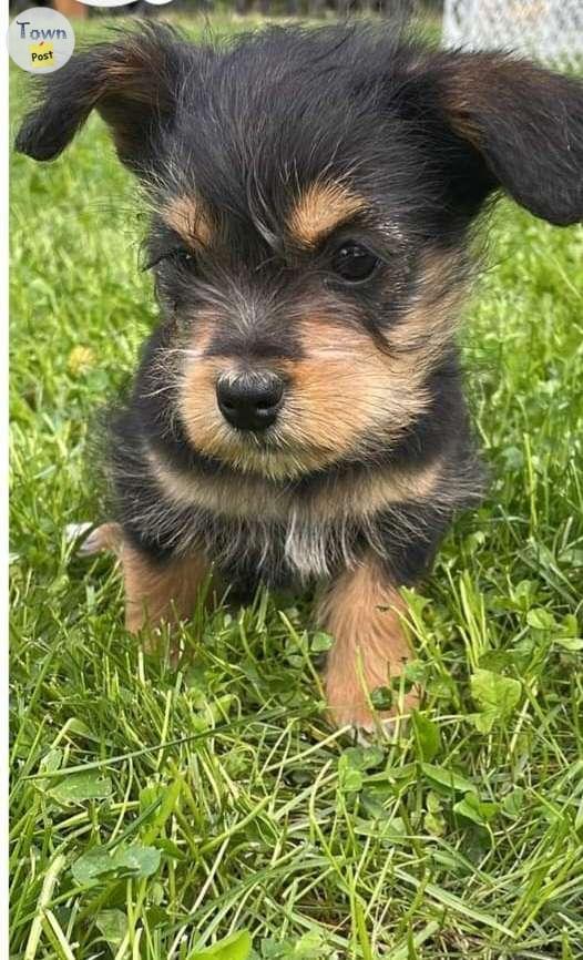 Photo of Yorkie/Lhasa Apso