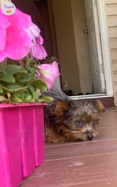 Photo of Yorkshire terrier puppies 