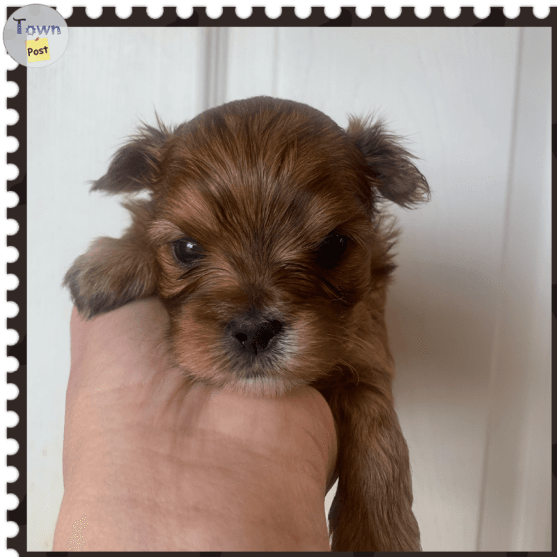 Photo of Rare Yorkshire Terriers puppies 