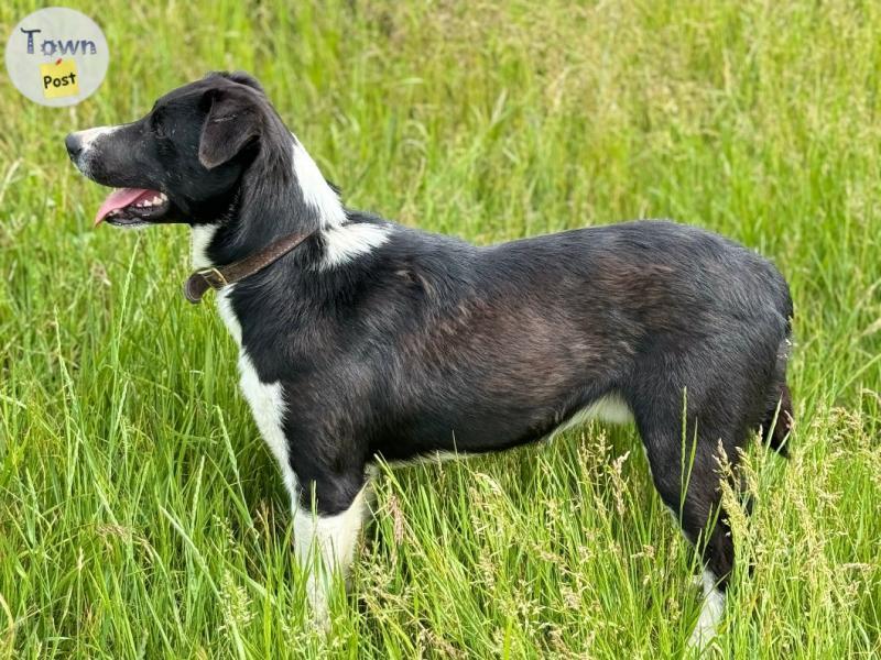 Photo of ABCA border collie