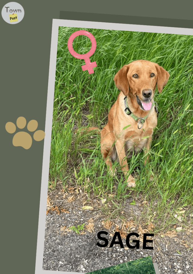 Photo of Purebred Lab Puppies