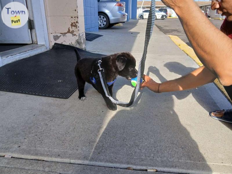 Photo of Puppy for sale