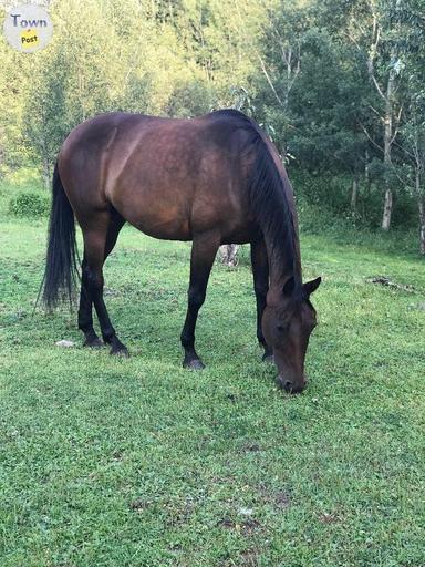 Photo of Registered 14 yr old Bay Standardbred Mare - 2