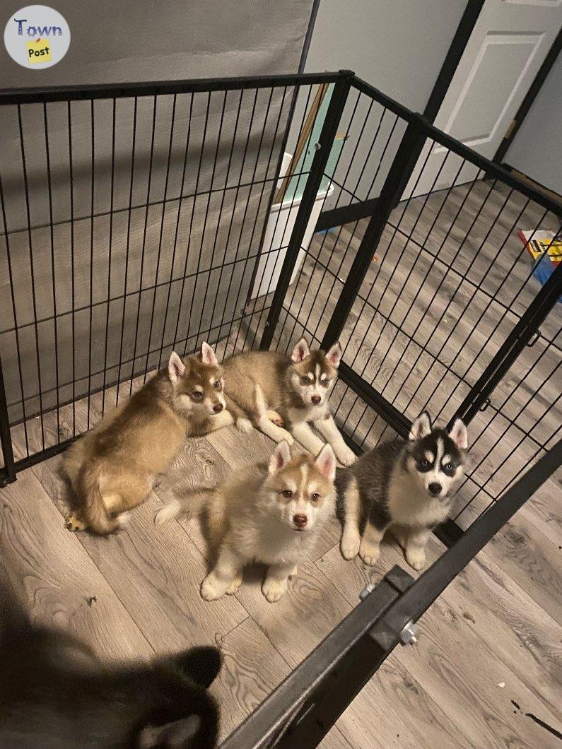 Photo of PUREBRED SIBERIAN Husky Puppies