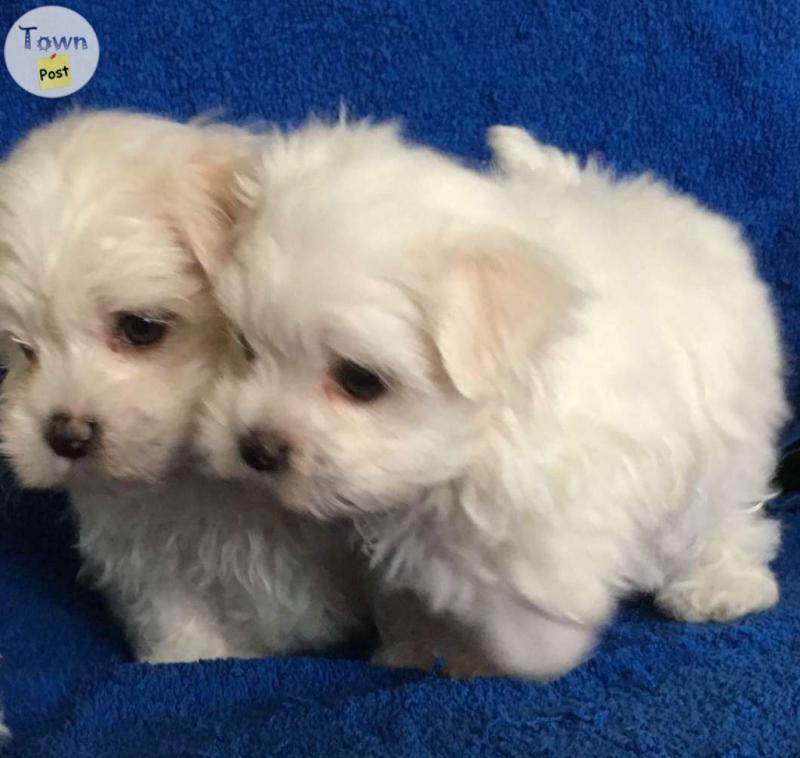 Photo of Maltese male/females ready to go