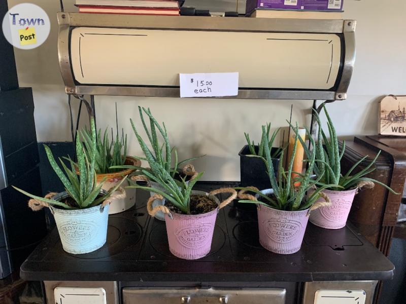 Photo of Variety of the aloe vera plants for sale