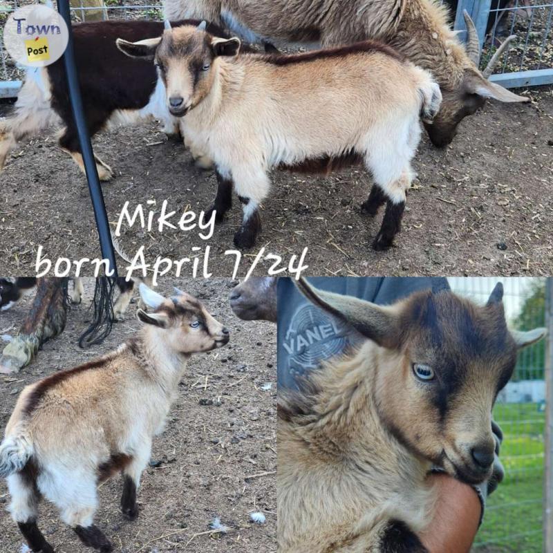 Photo of Baby goats for sale.