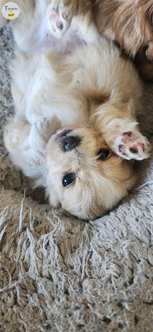 Photo of Malshi Puppies (shih-tzu maltese)