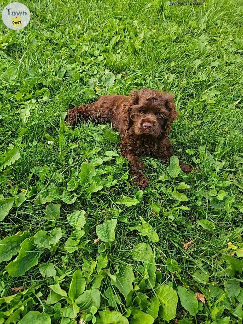 Photo of Cocker Spaniel 