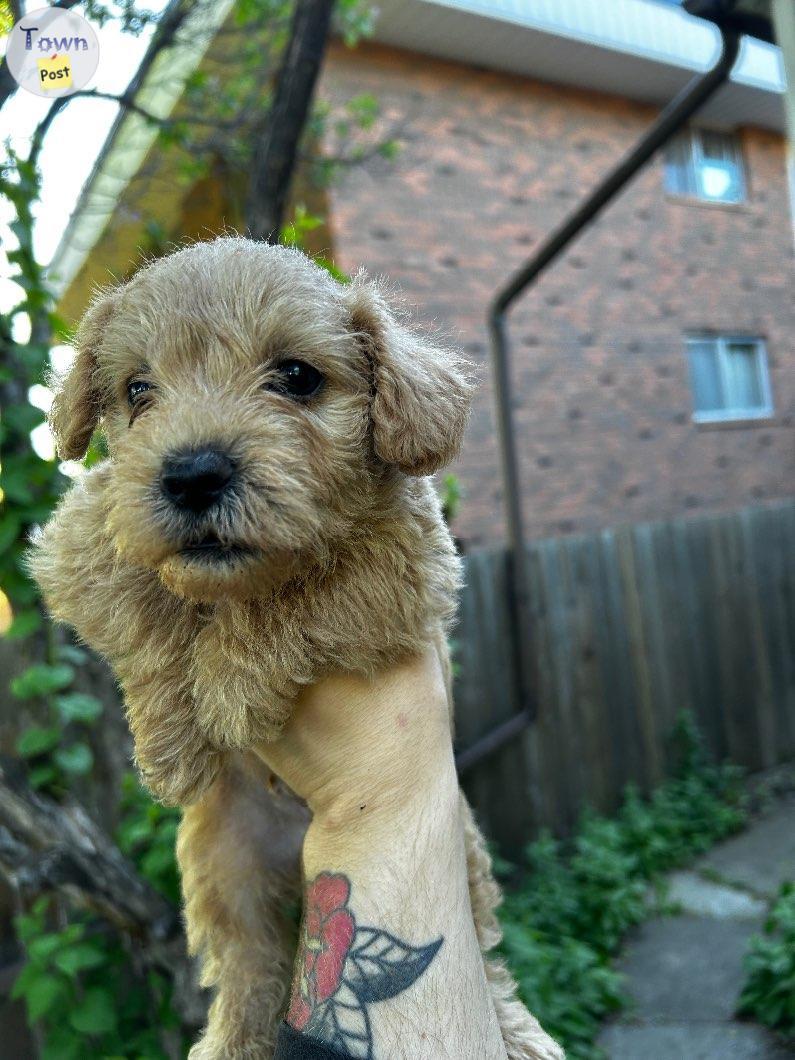 Photo of Toy Schnoodles