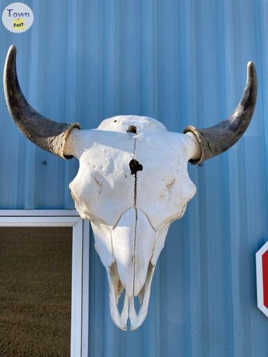 Photo of Bison skulls - 1