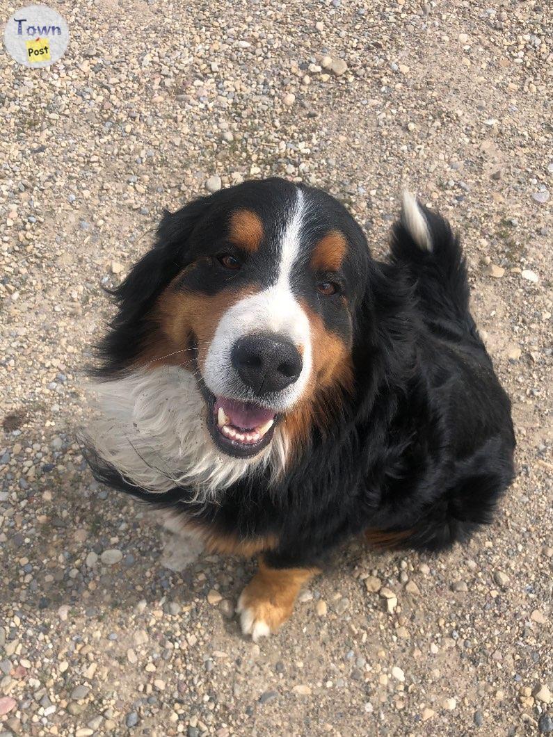 Photo of Handsome Bernese Mountain Dog for hire 