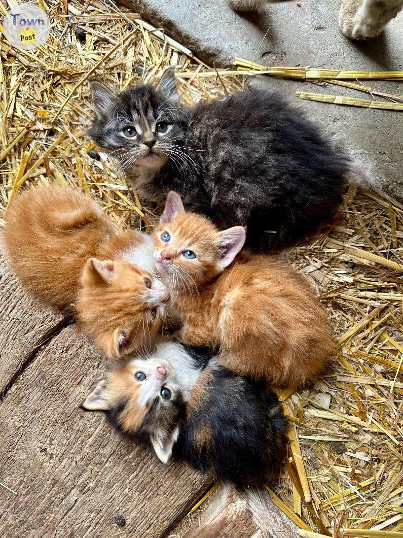 Photo of Free Kittens