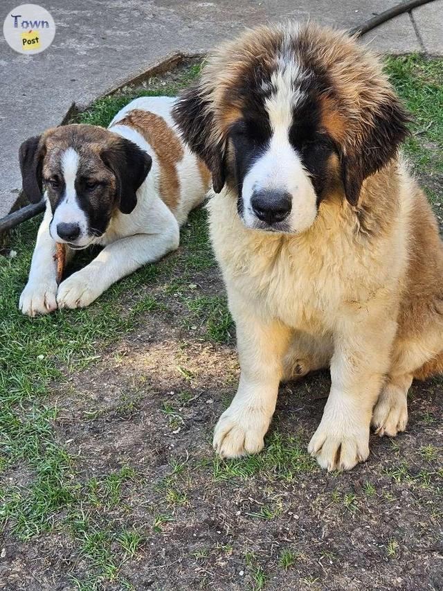 Photo of Saint Bernard's 