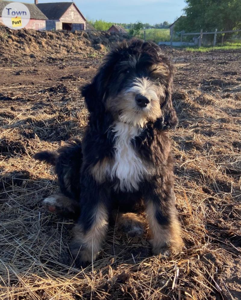 Photo of Aussiedoodle Puppies