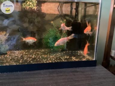 Photo of FREE GOLDFISH - 1