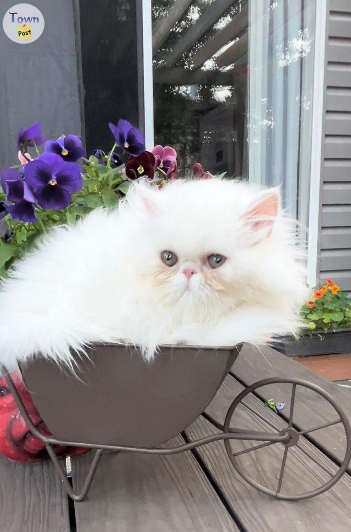 Photo of Purebred Registered Persians