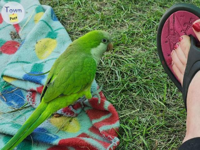 Photo of Quaker parrot - shimmers - male- talks!!