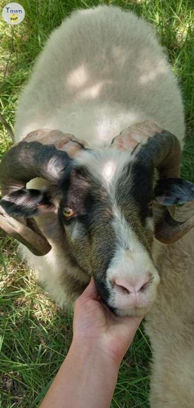 Photo of Icelandic Sheep - 1