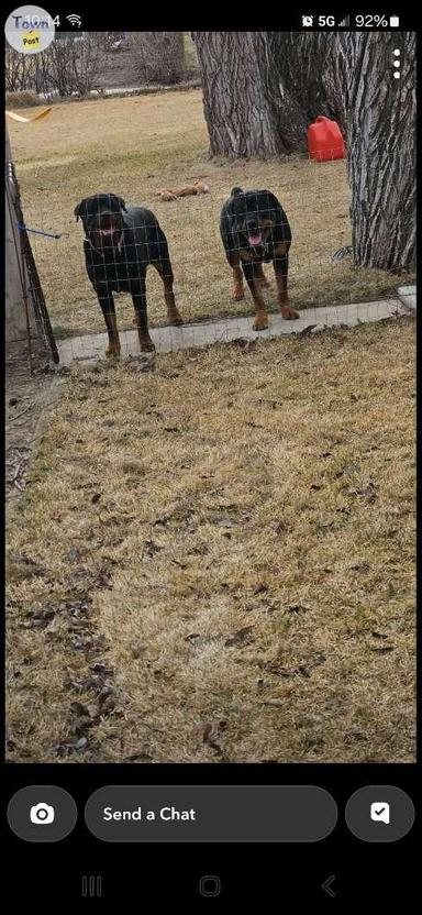 Photo of Rottweiler x 1/4 mastiff  - 1