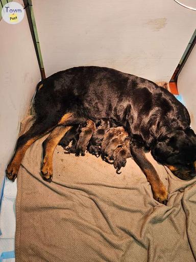 Photo of Rottweiler x 1/4 mastiff  - 2