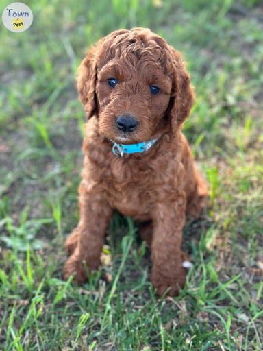 Photo of Stunning Red Goldendoodle Puppies - 1