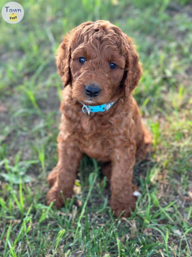 Photo of Stunning Red Goldendoodle Puppies