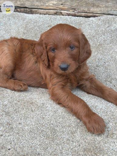 Photo of Stunning Red Goldendoodle Puppies - 2