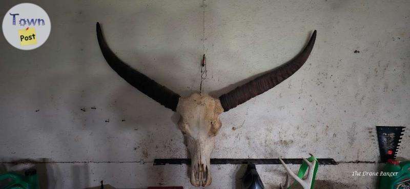 Photo of Water Buffalo skull