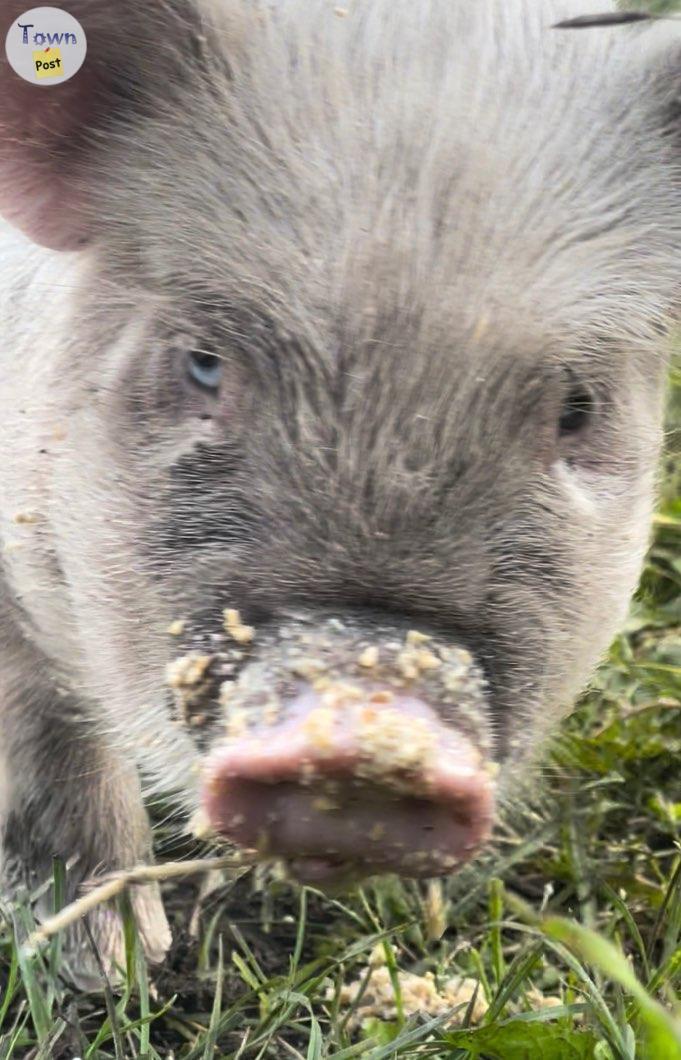 Photo of Kune Kune piglets and mom and dad. Pretty chill parents 