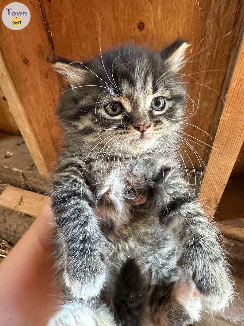 Photo of Free kittens 8 weeks old (Lac Ste. Anne)