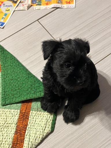 Photo of Miniature schnauzer puppies  - 1