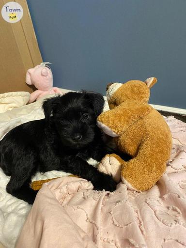 Photo of Miniature schnauzer puppies  - 2