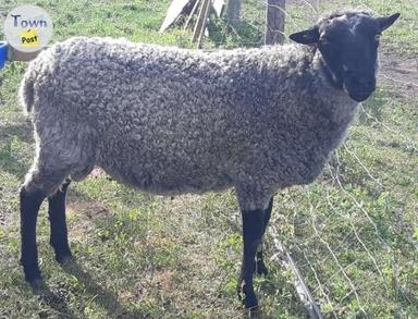 Photo of Registered Gotland sheep - 1