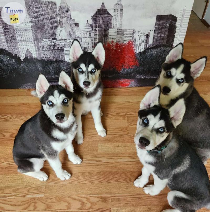 Photo of Partially trained husky puppies